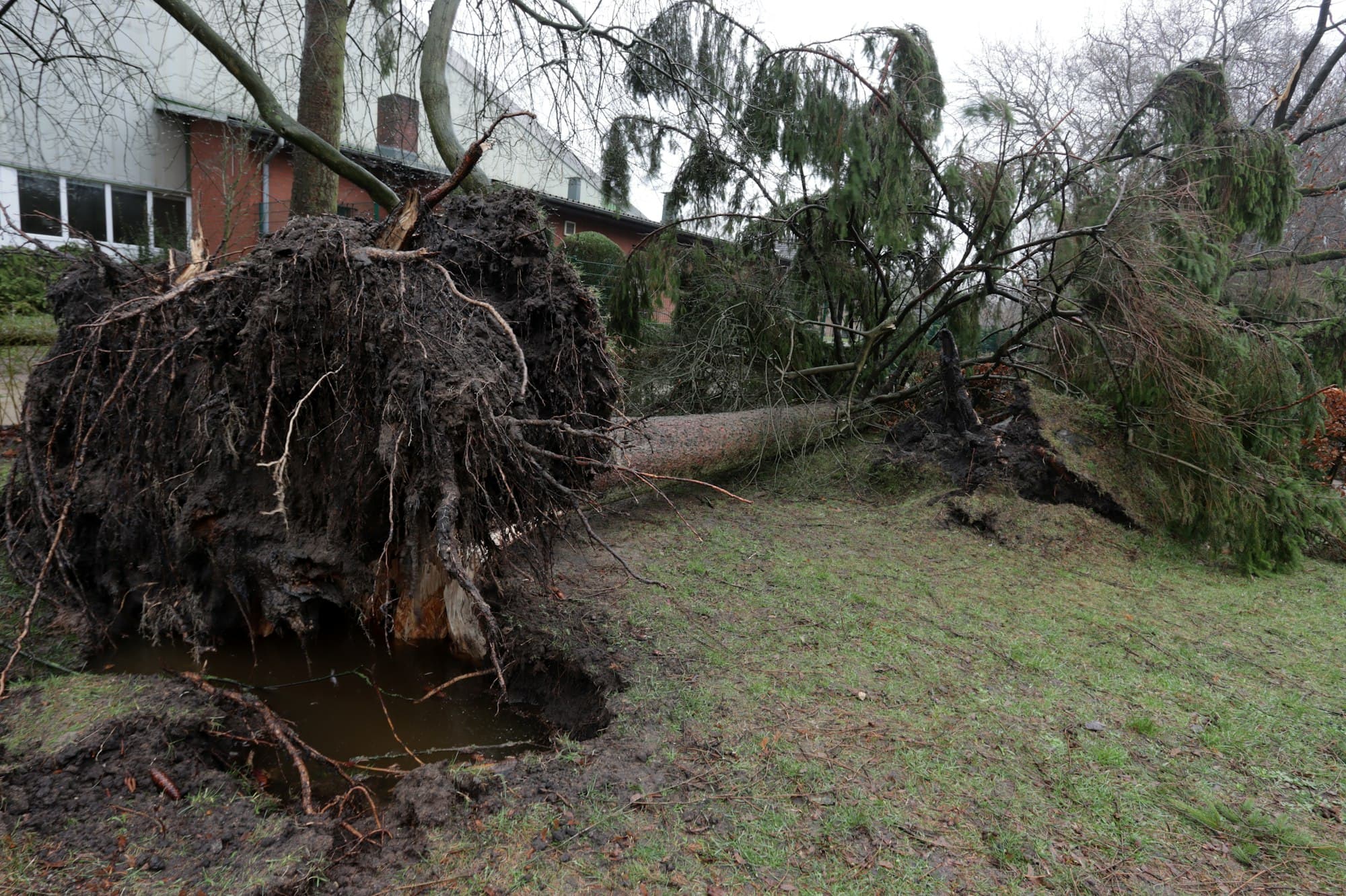 Árbol dañado por tormenta con una rama grande caída en el Valle Central