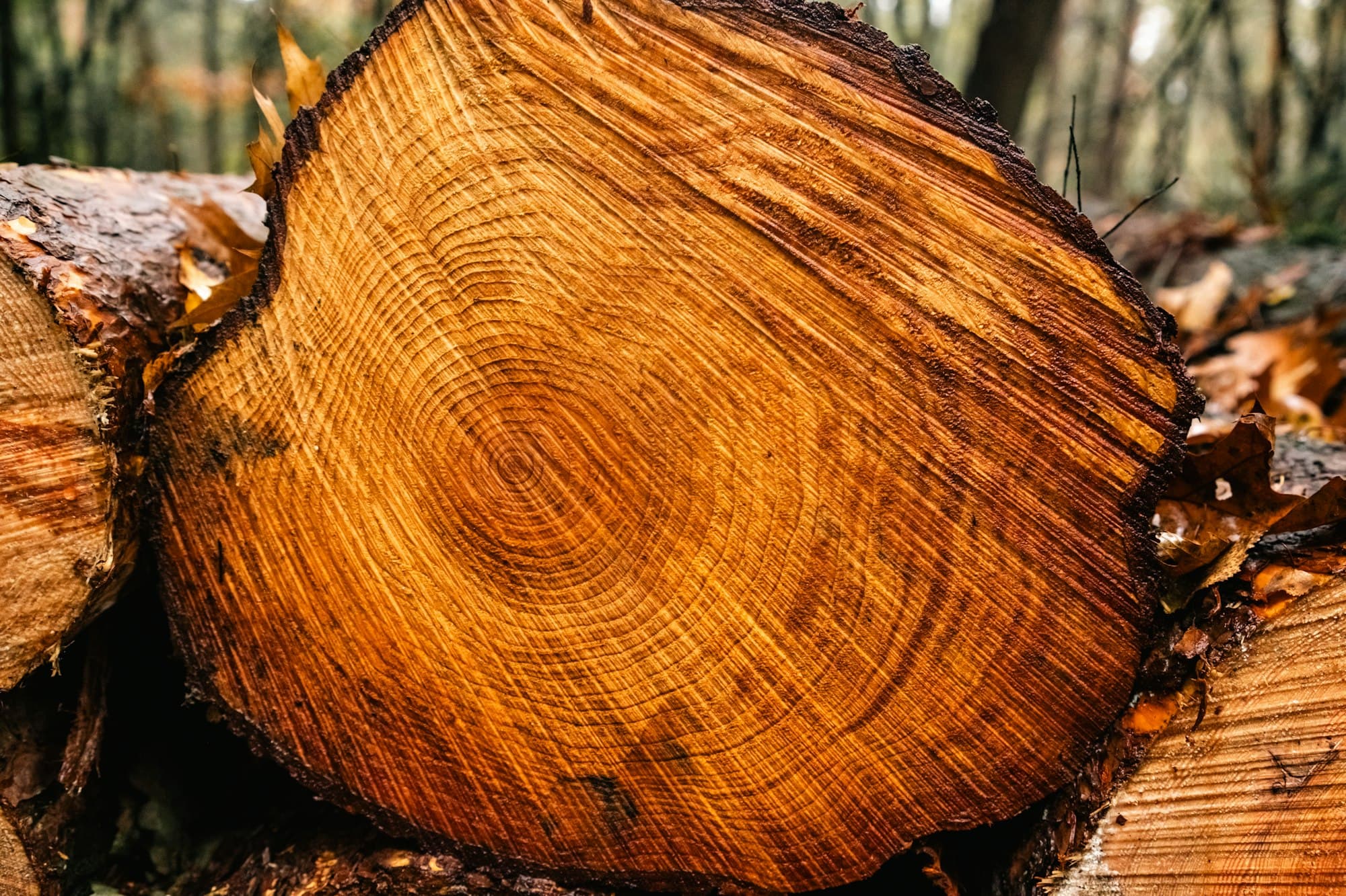 Tocón de árbol listo para triturarse en un patio del condado de Merced