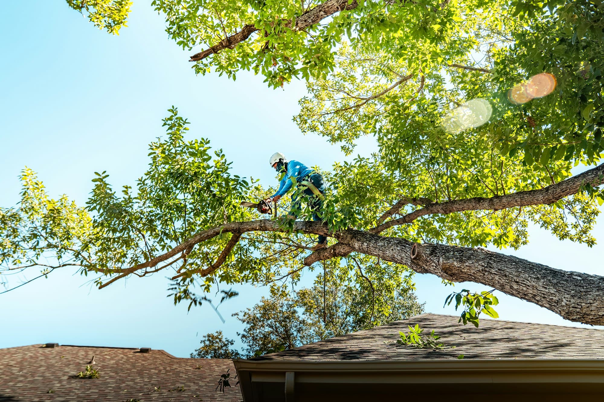 Derribo de árbol en progreso en una propiedad residencial del Valle Central